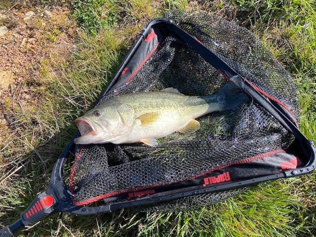 Épuisette ULTIMATE FISHING Carnassier