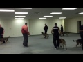 "Controlled Madness" K-9 dog training drill
