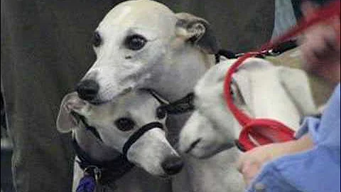 Whippets and Santa Pawz 2006