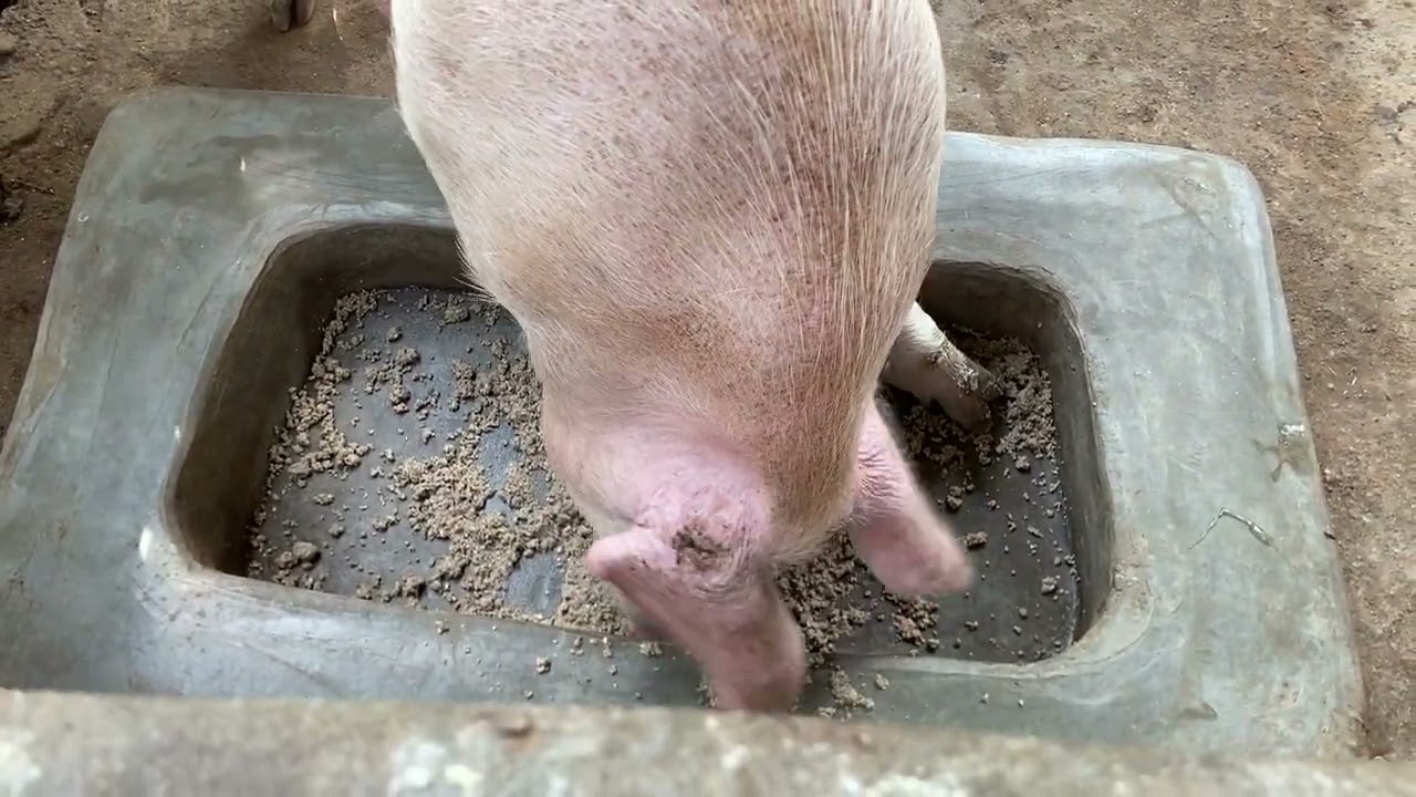 Ingurube Ntabwo irya byinshi Nkuko bitekerezwa.