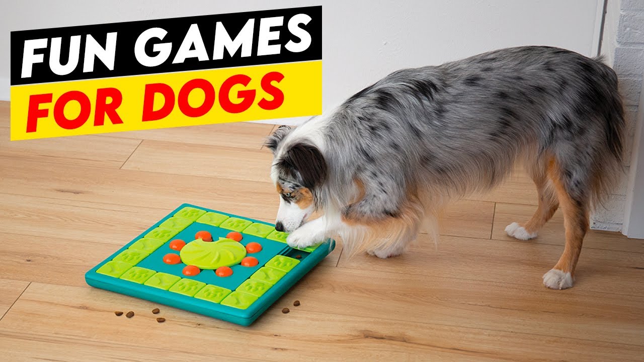 10 Fun Brain Games for Dogs – Good Thomas