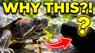 Why Turtles Attack Black Objects… (It’s Not What You Think)