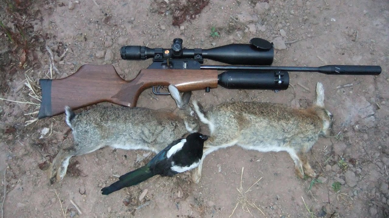 Pest Control with Air Rifles Rabbit Shooting Near and Far Rabbits