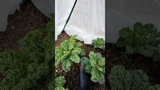 Vates Blue Kale Update -N-Thedirt