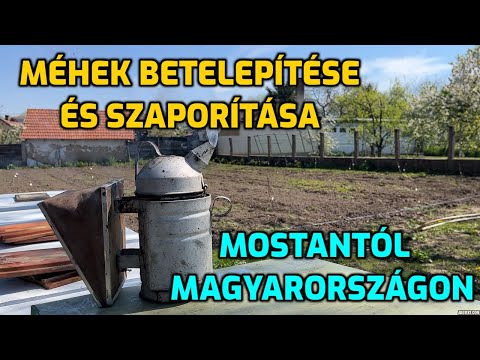 Videó: Hogyan szaporítsuk a dischidia ovata-t?