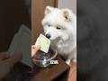 おやつ作ったら食いつきがすごすぎたw作り方はコメント欄へ#サモエド #samoyed #電子レンジ #簡単レシピ #大型犬 #サモエドスマイル #dog