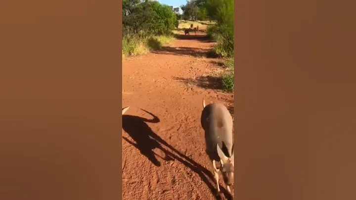 Our morning hop / walk with Cindy-Lou, Abi, Prisci...