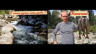 Ловля хариуса нахлыстом в горном ручье | Хребет Скалистые горы, Кузнецкий Алатау