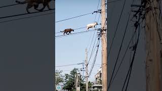 This Goat Walks Wires Like A Pro 😱