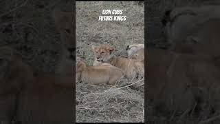 #Lion Cubs! After Lunch || Lions Life