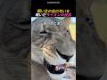 飼い主の血の匂いを嗅いだライオンの反応