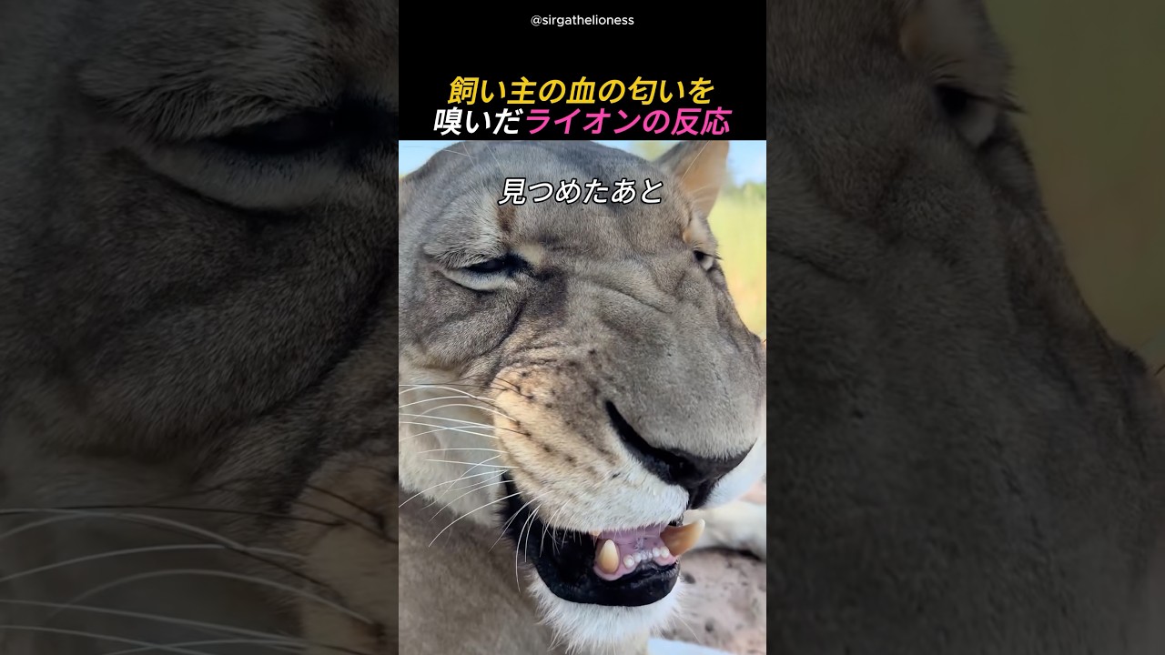 飼い主の血の匂いを嗅いだライオンの反応