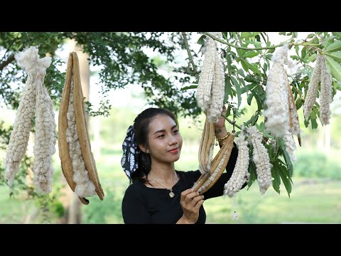 Harvest white cotton from dry kapok fruit in my homeland