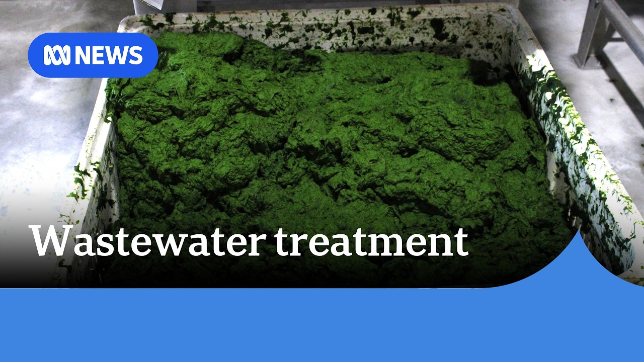 Treating sewage with algae saves millions of dollars for regional Queensland council | ABC News