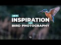 New Inspiration for Bird Photography