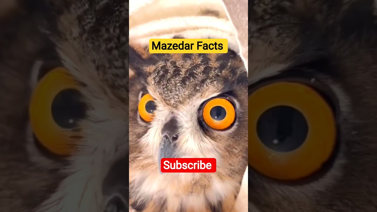 Mazedar facts 