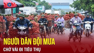 Vải thiều Lục Ngạn vào chính vụ, người dân đội mưa đi bán | Báo Điện tử VOV
