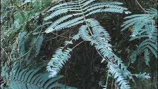 Jalan Setapak Menuju Surga; Trek ke Curug Cibodas, Kaki Bukit Mananggel!