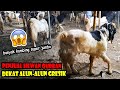 Penjual Hewan Qurban Dekat Alun Alun Gresik