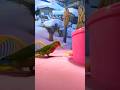 Bird Training:smart lovebird parrot l smart little cute parrot #training#smartparrot#cute