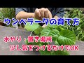 【ウンベラータの育て方】置き場所と水やりのポイントを解説！