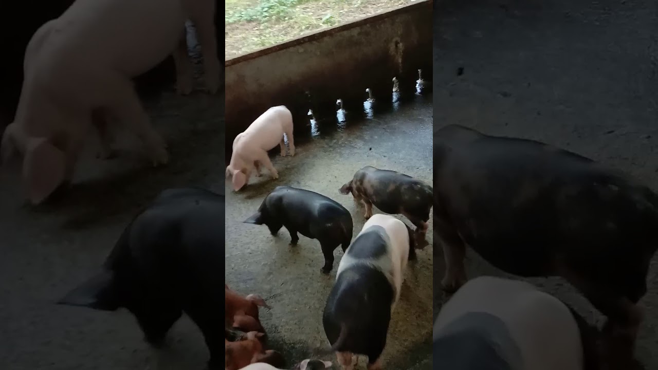 Ternak babi kandang rumahan timika papu 