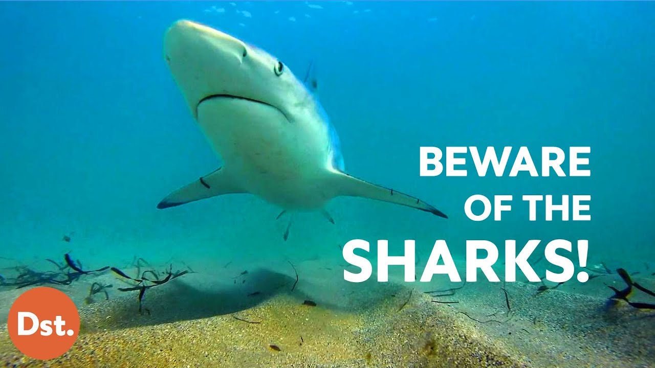 Beware These Worst Beaches For Shark Attacks Youtube