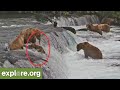 Don't Fall Off Brooks Falls | Best of Bear Cam