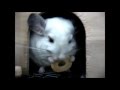 ウッドネジをプレゼント!小動物専門店マリン