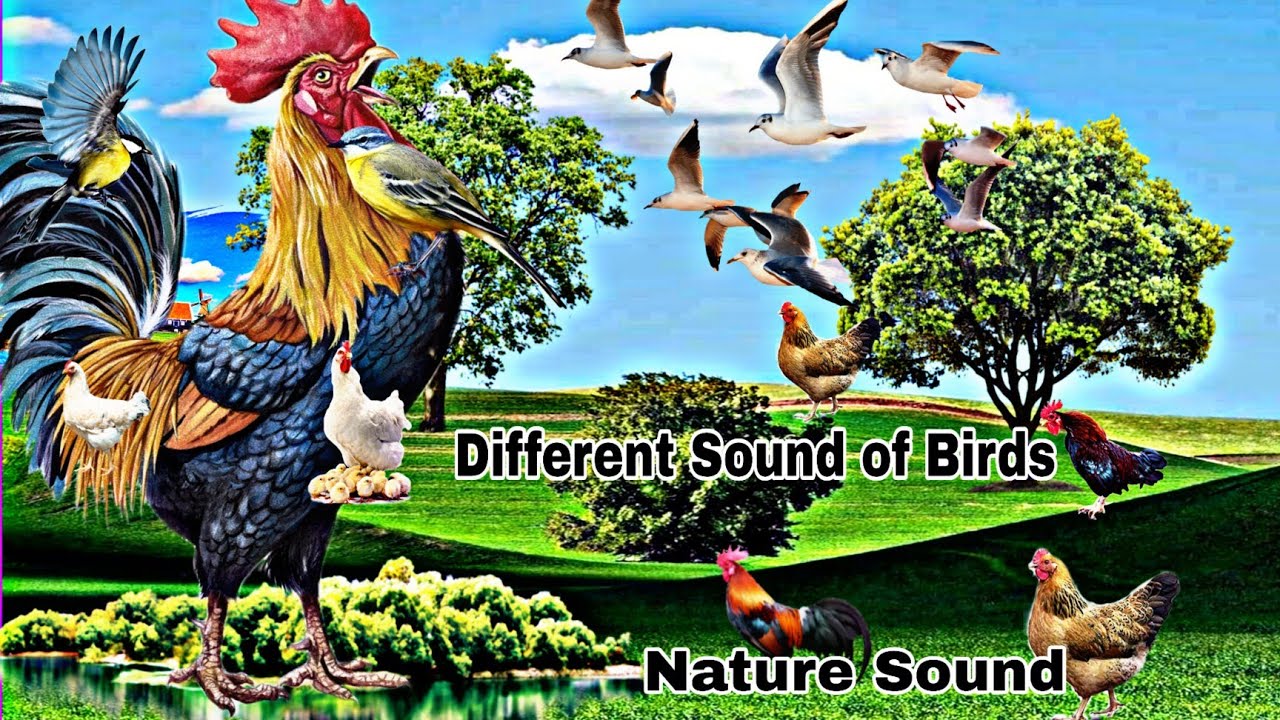 Different Sound of Birds / Nature Sound / Relaxing Music YouTube