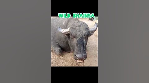 “This Wild Buffalo Went Out of Control — What Happened Next Shocked Everyone#buffalo #animals