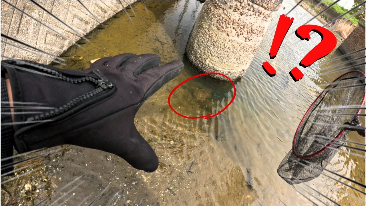 岡山の用水路で人によって魔改造された悲しきモンスターを捕獲してしまいました…