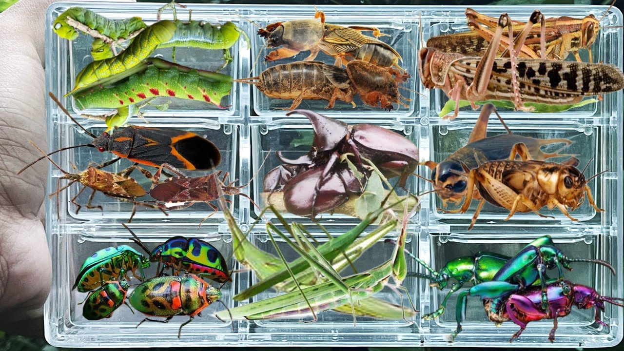 I catch insects in the garden l get, Grasshopper, mole cricket, Worm, Cricket, Rhinoceros Beetle.