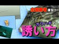 全国覇者直伝！ ＜東京湾＞カワハギの誘い方 の動画、YouTube動画。