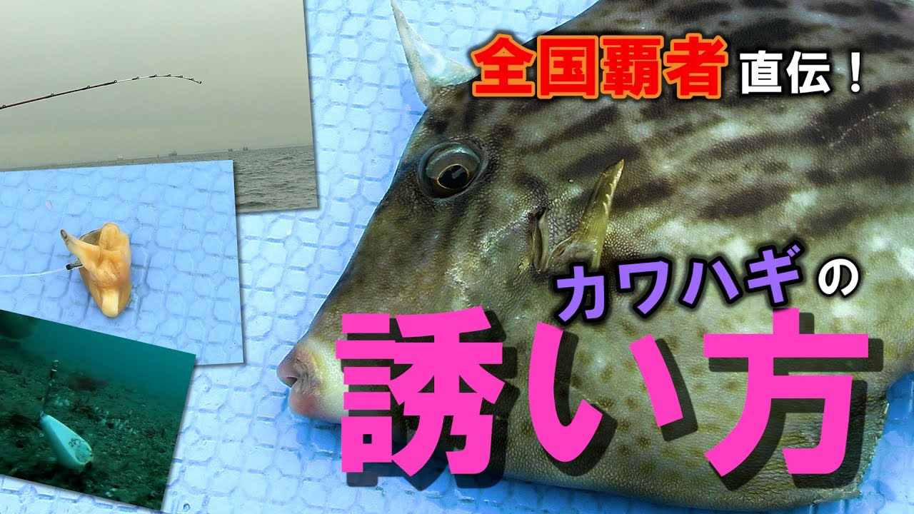 全国覇者直伝 東京湾 カワハギの誘い方 Youtube 全国覇者直伝 東京湾 カワハギの誘い方 Youtube