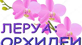 Орхидеи,узамба́рские фиалки,Самара🌺