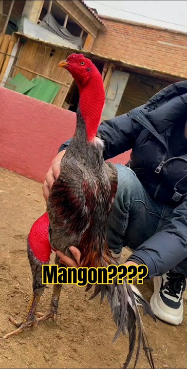 Ayam birma vs saingon #ayam #mangon #birma #ayamlaga #ayamberkualitas #ayamjago #ayambangkok