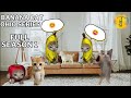 Banana cat ohio series full season 1