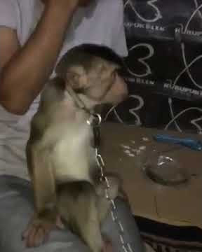 story WA monyet kaget