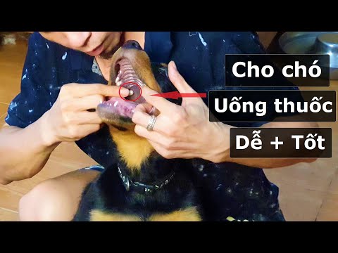 Video: Cách Cho Chó Con Uống Thuốc