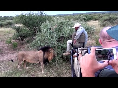 Lion Smells Guides Foot While On Safari