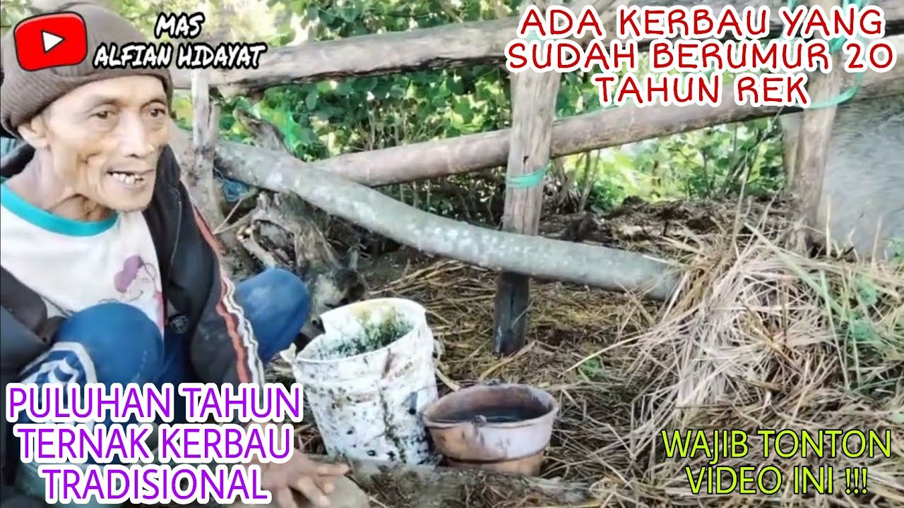 PETERNAK TRADISIONAL KERBAU TANPA KANDANG DI KAWASAN SEMARANG