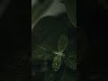 Nature Vibes