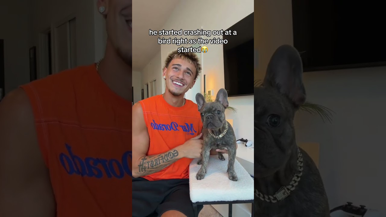 had to post this blooper😂 #trend #dance #funny #dog #frenchbulldog