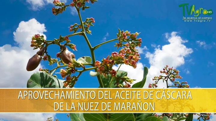 Aprovechamiento de la Cascara de la Nuez de Maraon - TvAgro por Juan Gonzalo Angel Restrepo