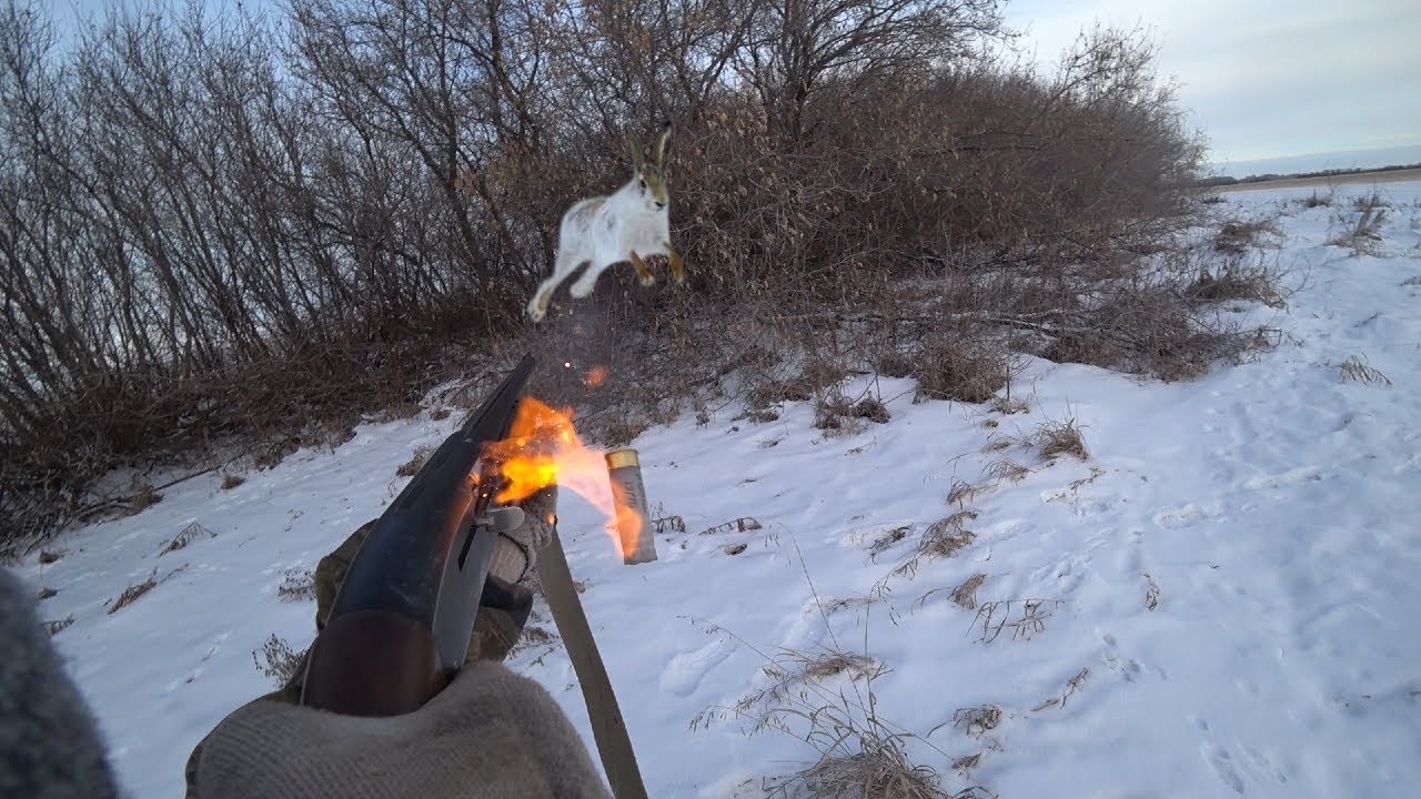 ОХОТА на ЗАЙЦА! Заяц в ПАСАДКЕ!!! 