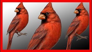 Northern Cardinal Bird Song, Sound, Call, Chirp, Vocalization, Melody  Cardinalis Cardinalis