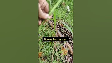 Parallel Venation in Monocot Plant #monocot #shorts