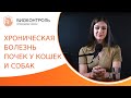 🐈 Болезни почек у питомцев: симптомы, лечение, прогнозы. Хроническая болезнь почек у кошек и собак.