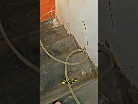 شاهدوا كيف استطاع أبي نقل سمكتي إلى منزلها الجميل  قصص اكسبلور